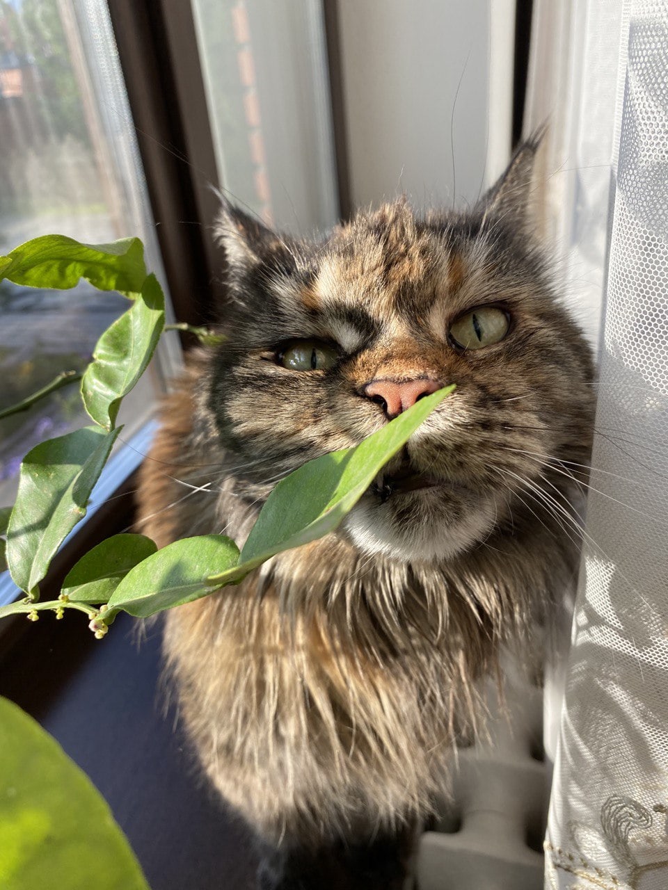 Интересно - этот цветочек съедобный, а то на экзотику потянуло