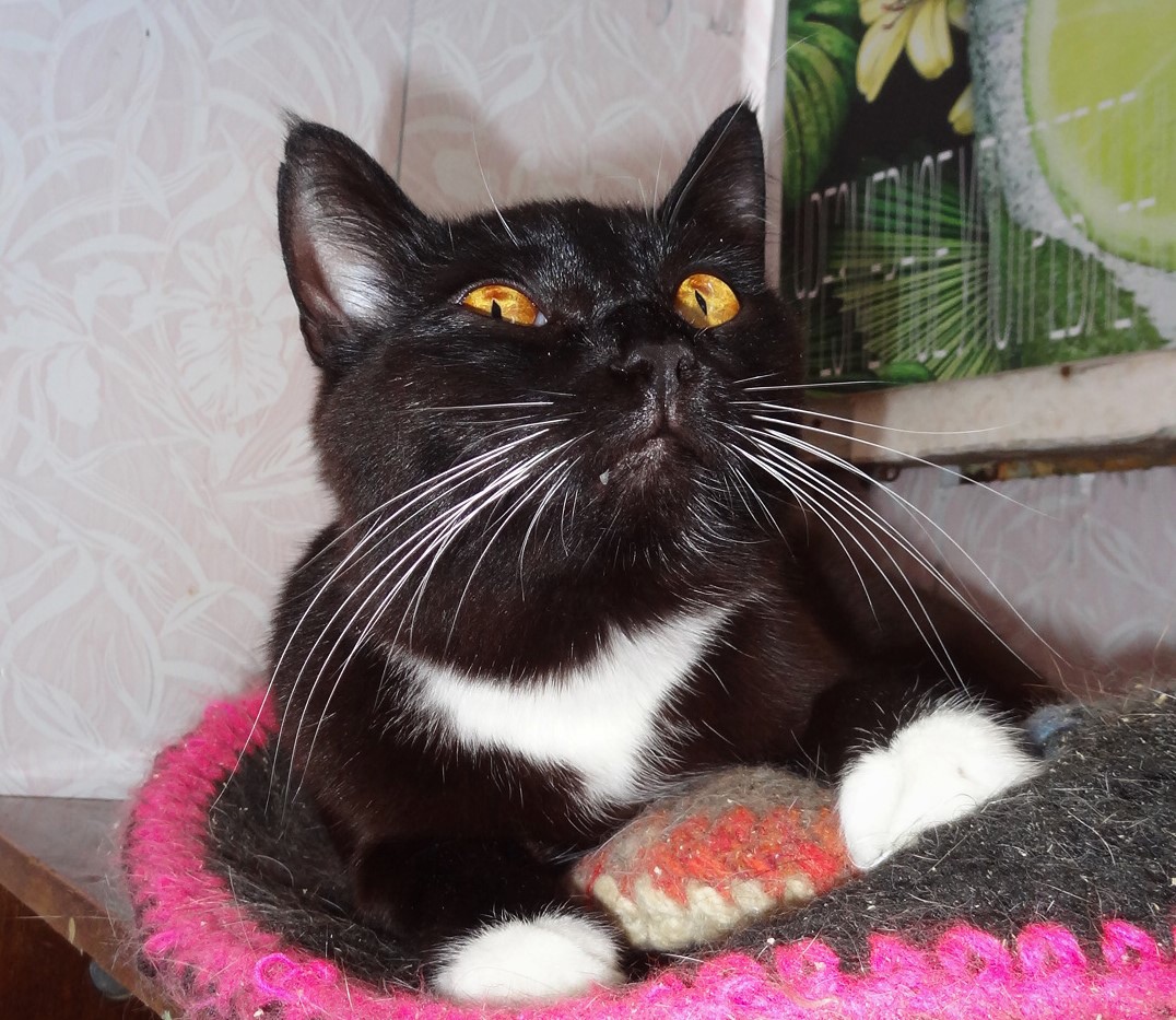 И что ж, меня так рано разбудили