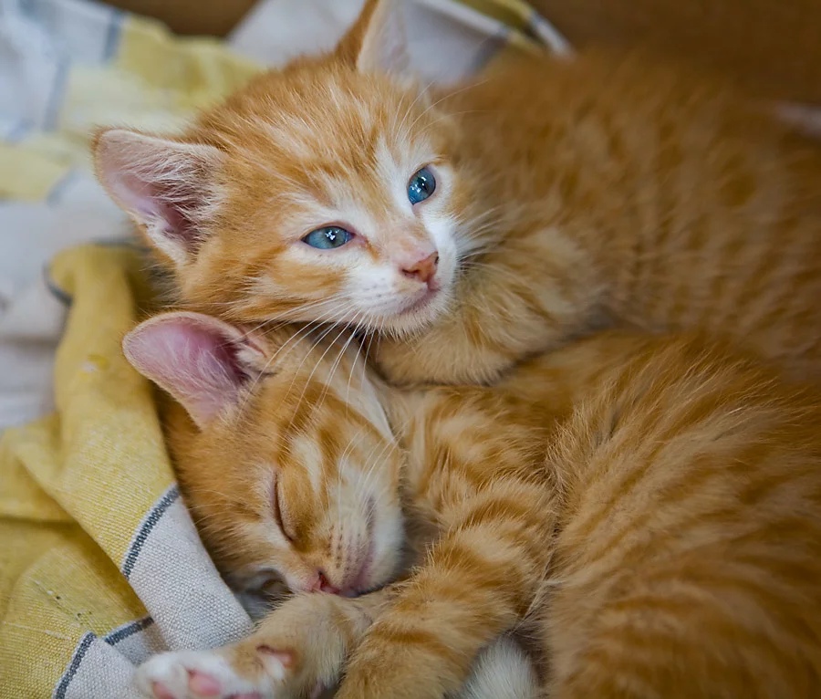 Когда братик спит, есть время на мечту