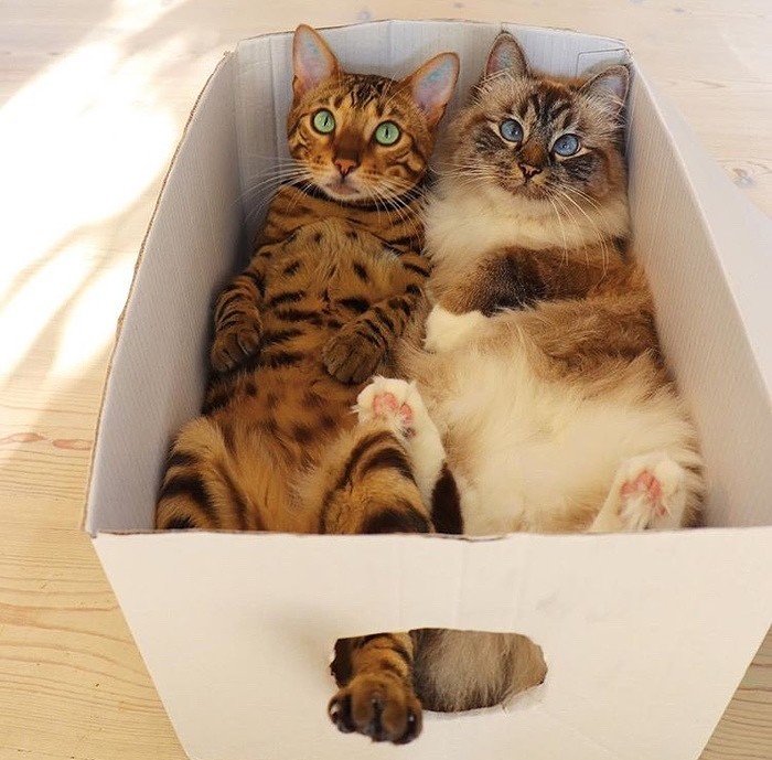 Счастливые обладатели коробки