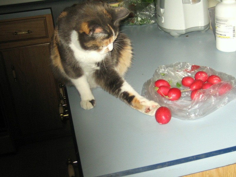 Была редиска на столе, а сейчас будет под столом