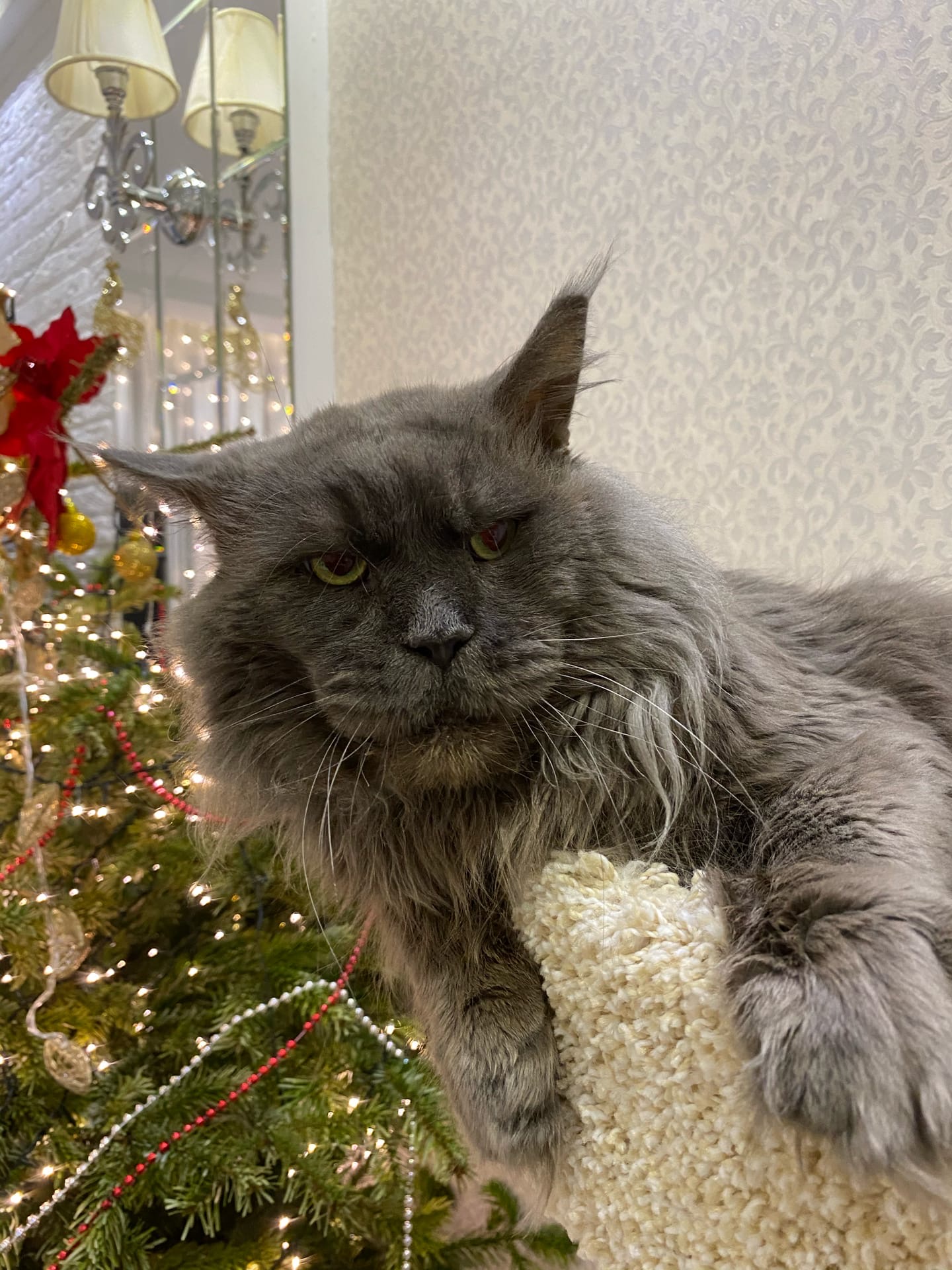 Май на дворе, а у нас всё ёлка стоит