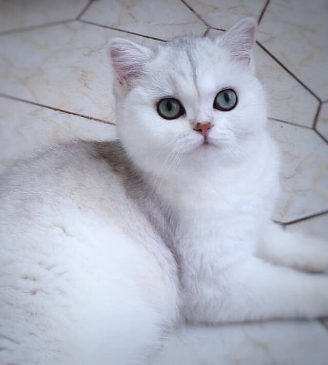 У нас полы чистые, я проверила