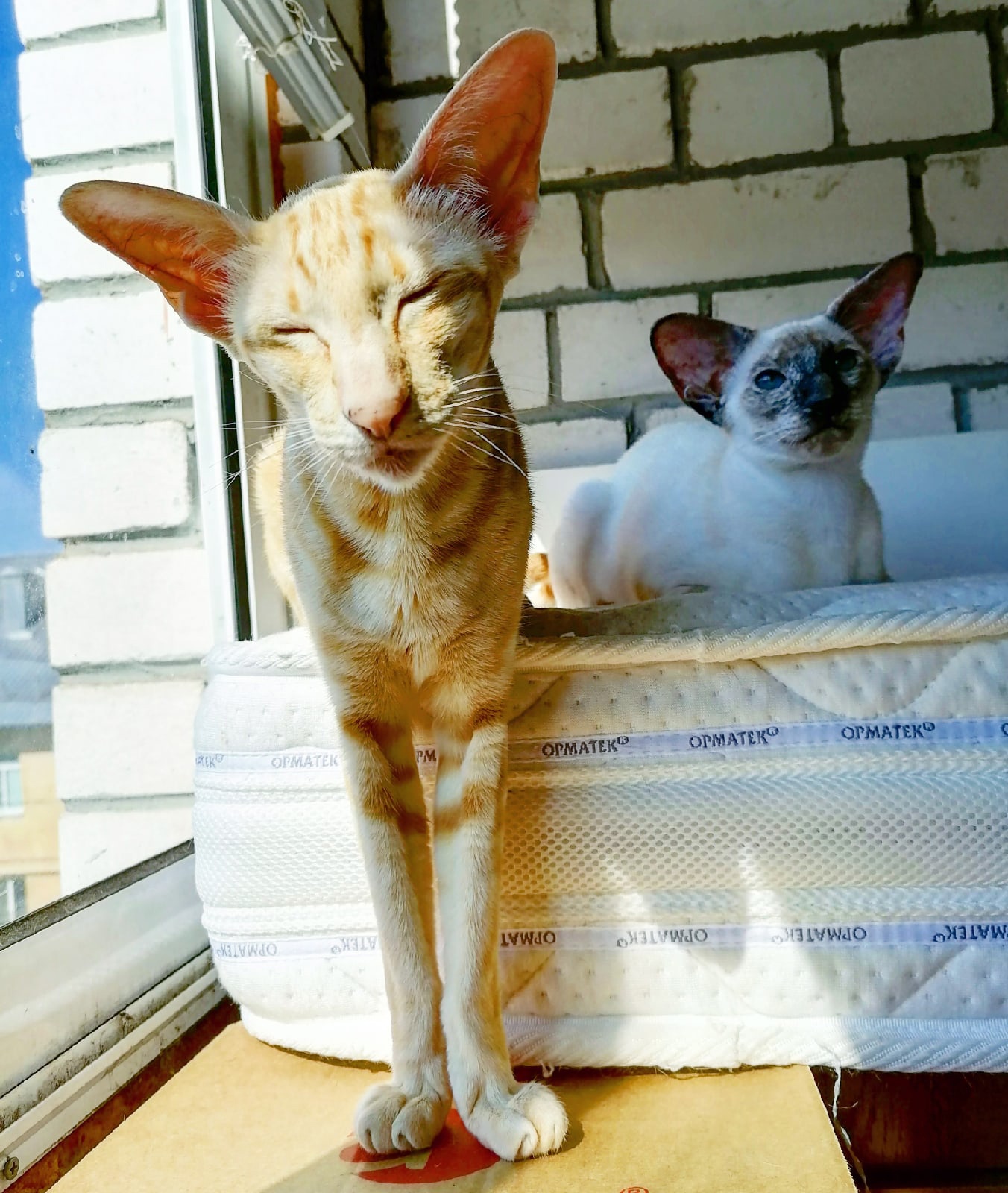 Не шумите, мы проснулись