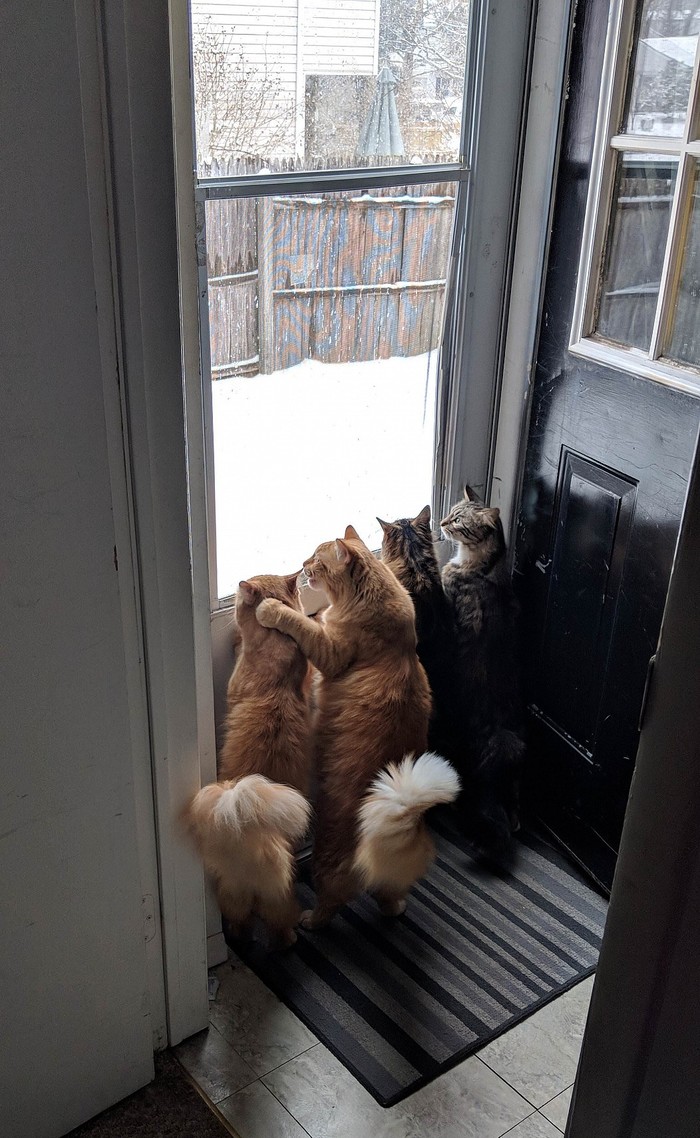 Хозяйка, пусти нас погулять, в снежку поиграть