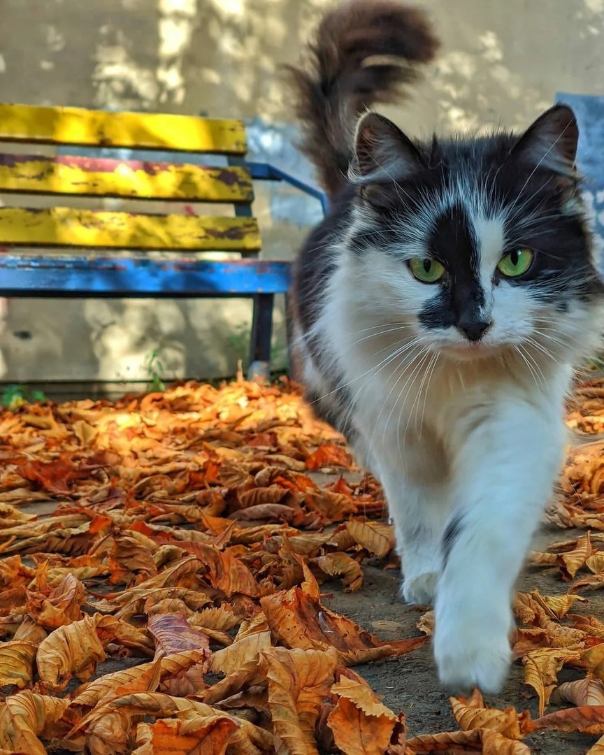 Листья жёлтые, под лапами кружатся