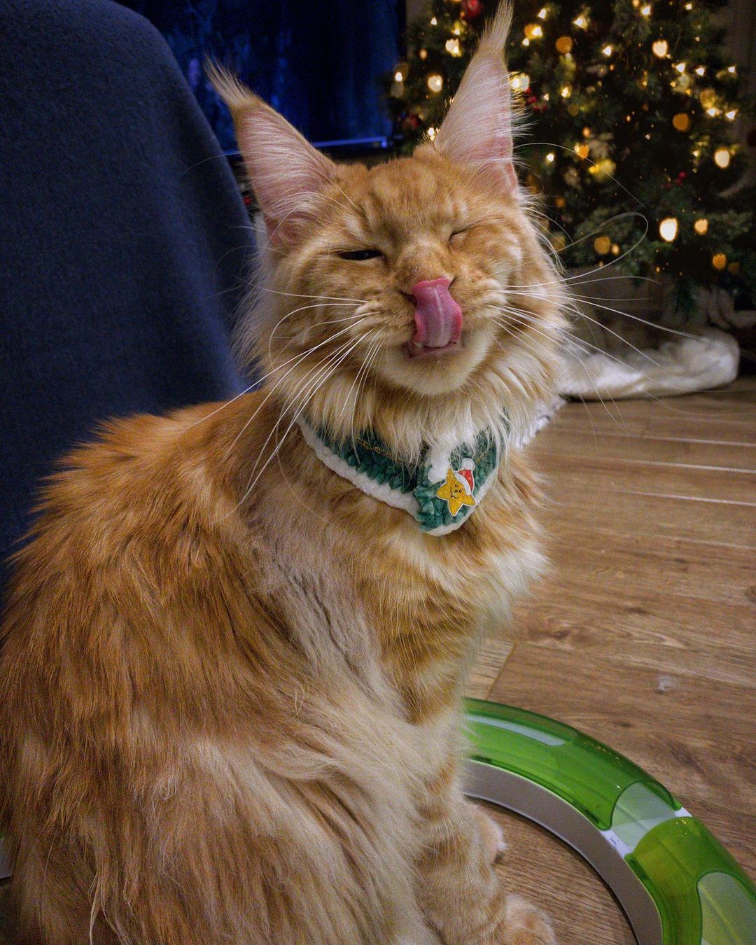 Ух, сколько вкусняшек хозяйка приготовила