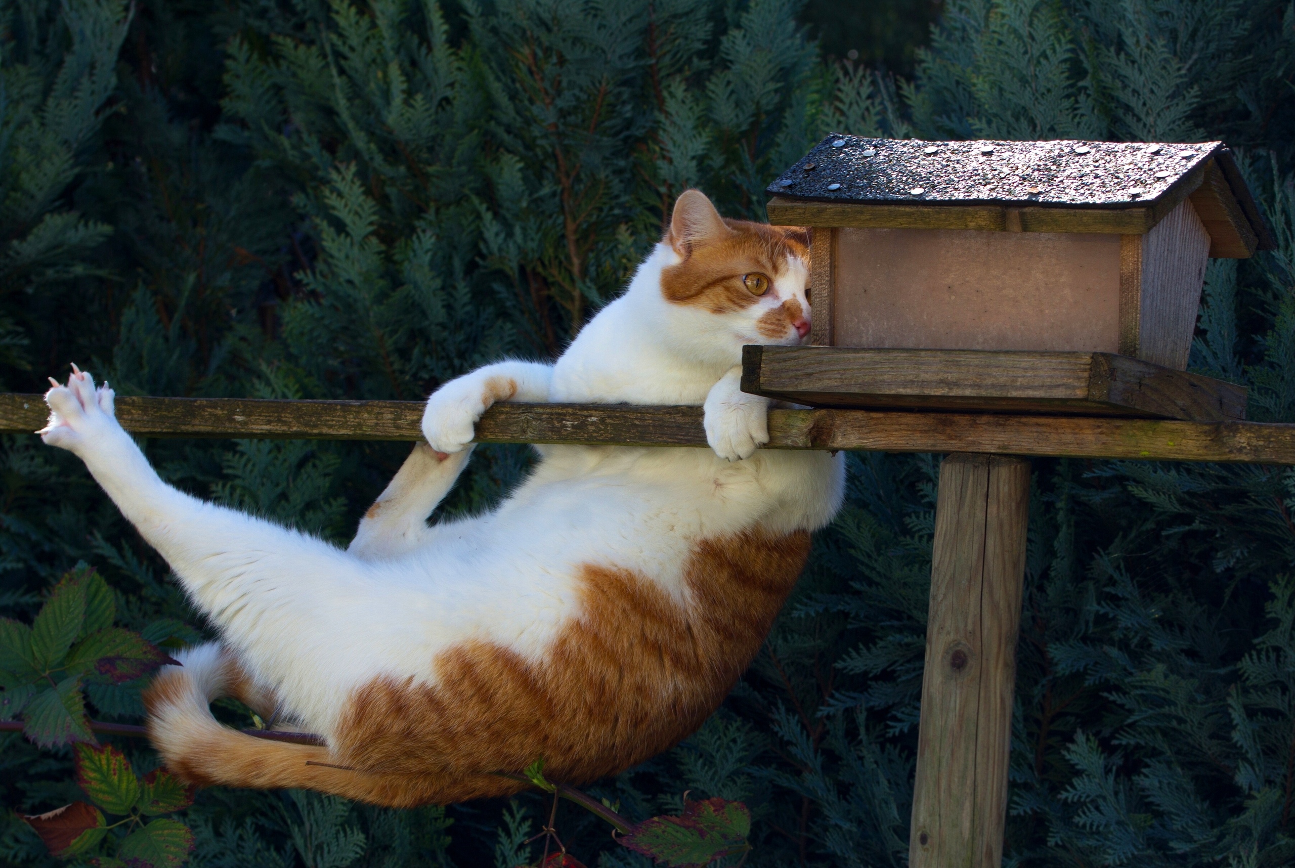 Здрасте, дома кто есть