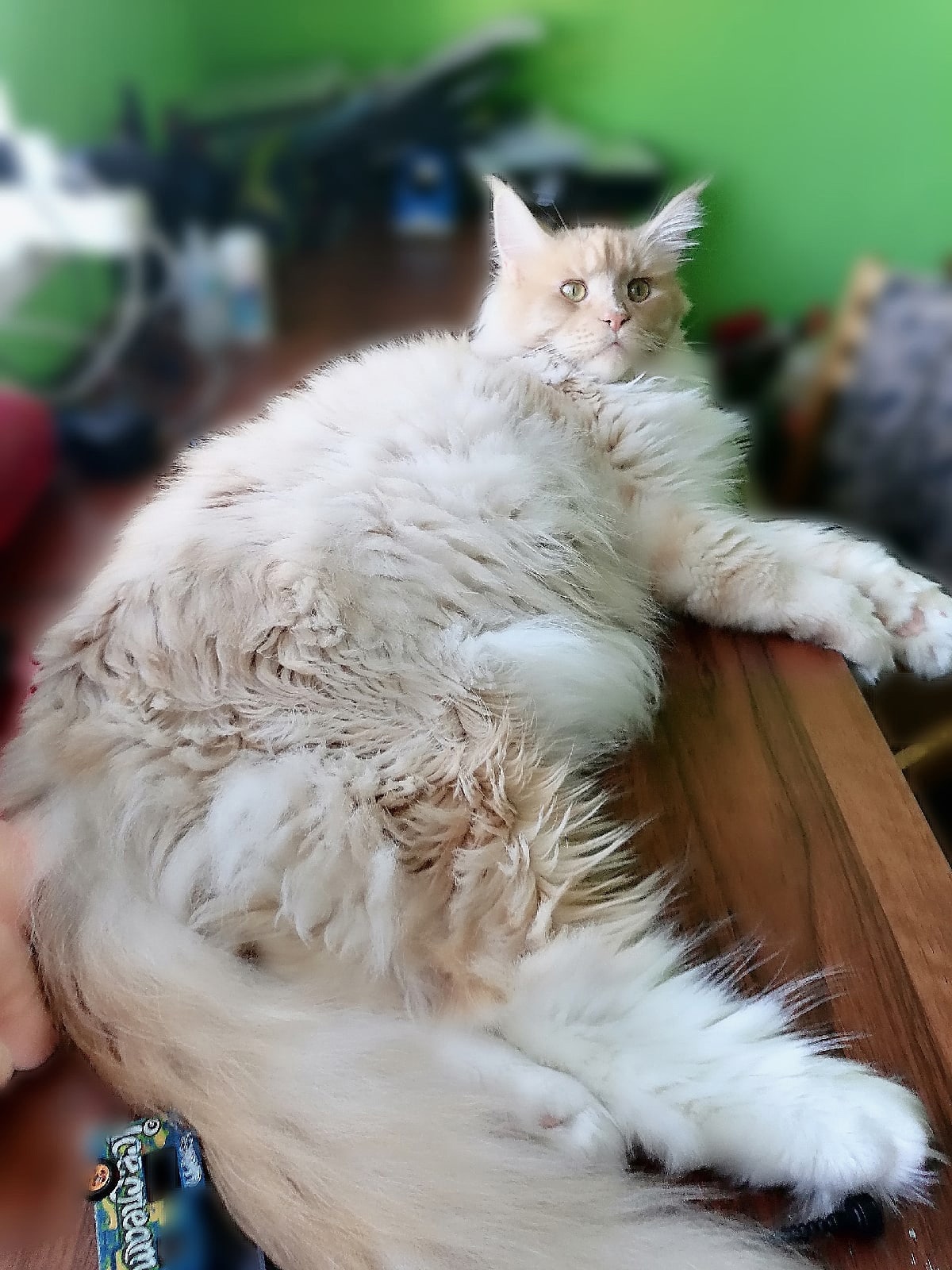 Лежебочина