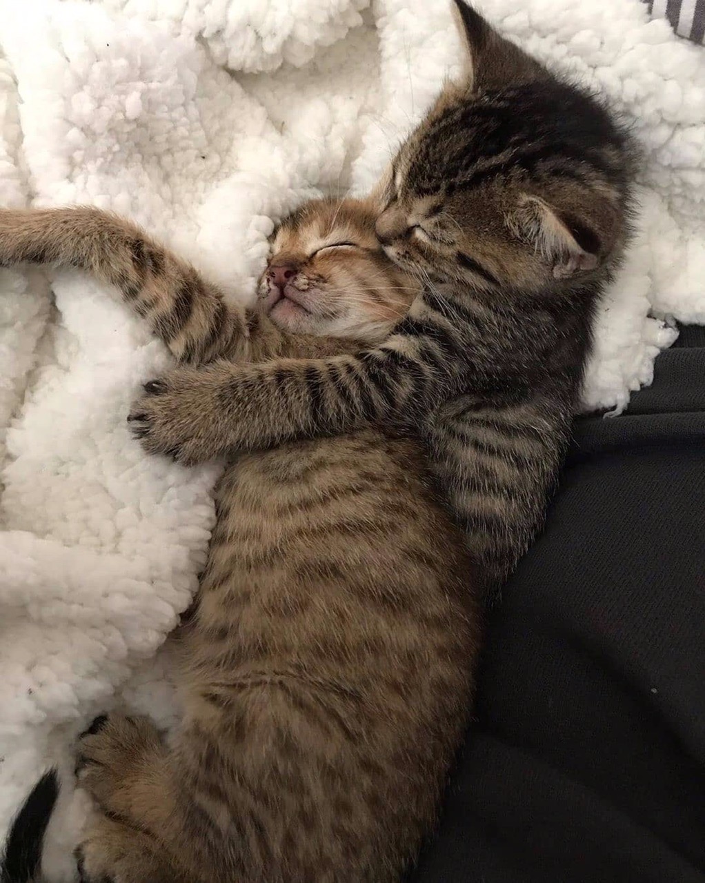 Спящие заиньки