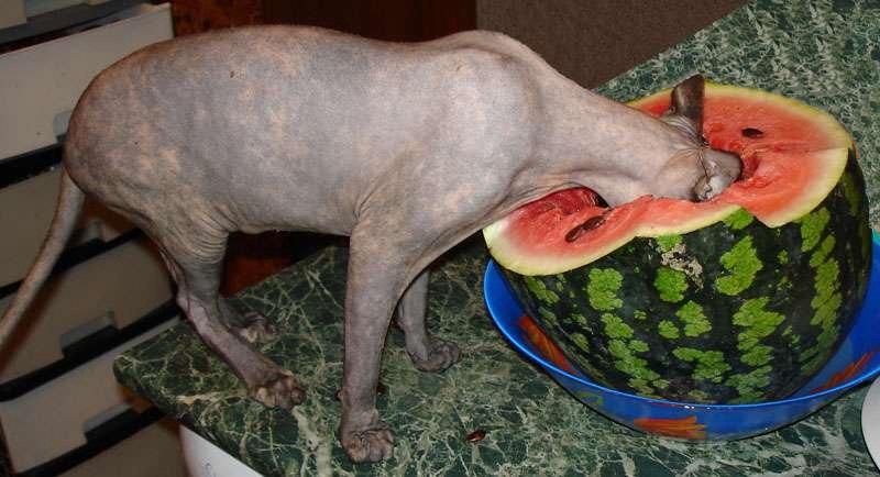 Лёгкий и сытный завтрак