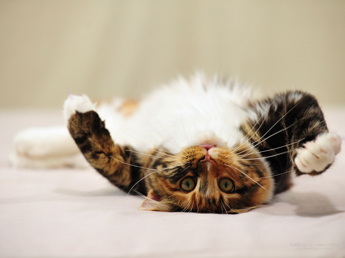 Утро доброе, друзья