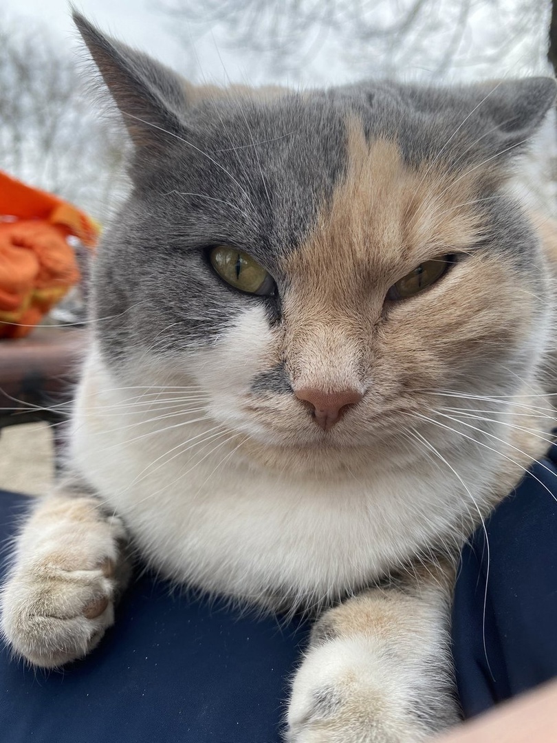 Кушать хочется, а хозяева спят, будить их или нет