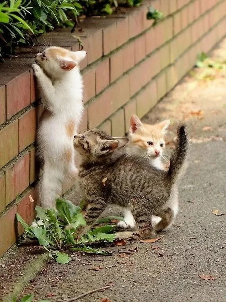 Давай братишка, мы в тебя верим