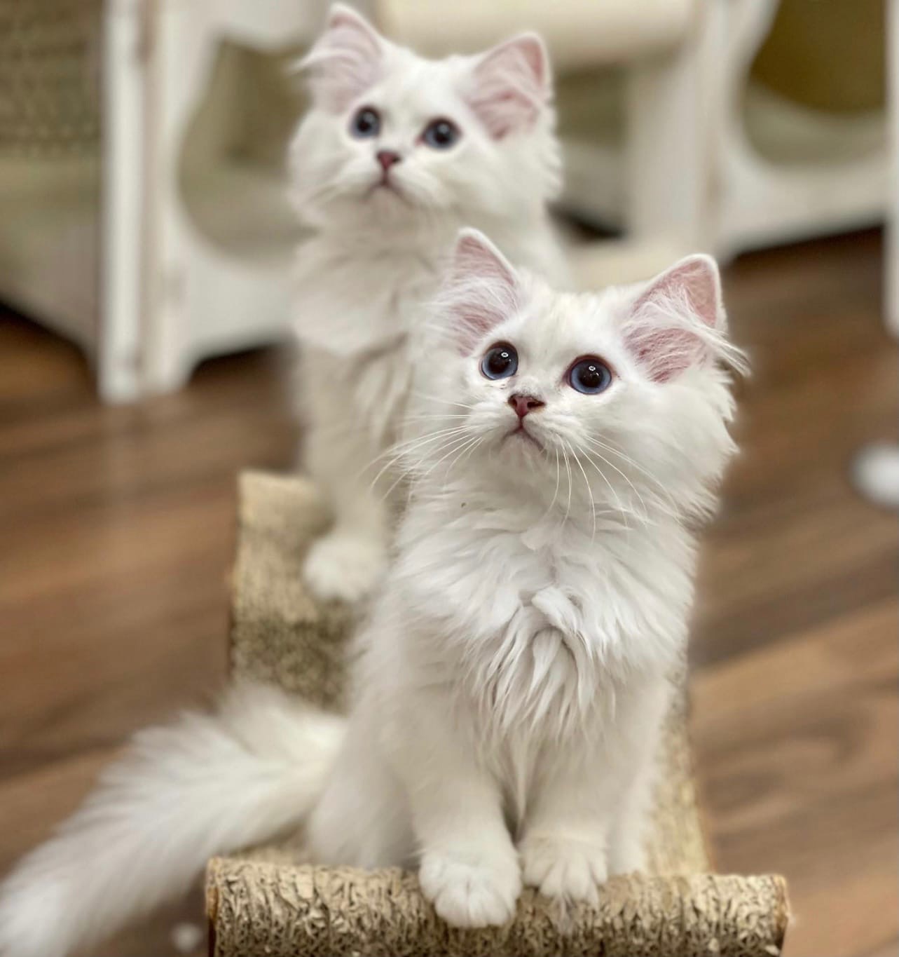 Ждём команды