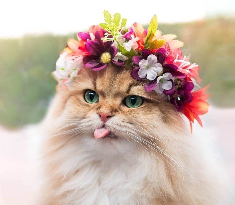 Вредная, но симпатишная