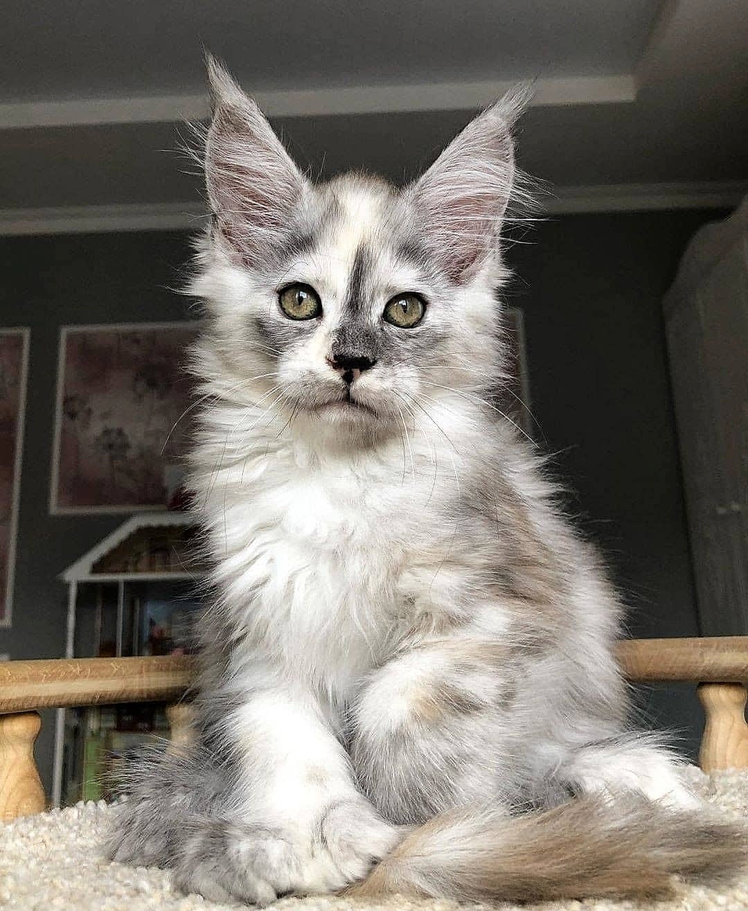 Стесняшечка