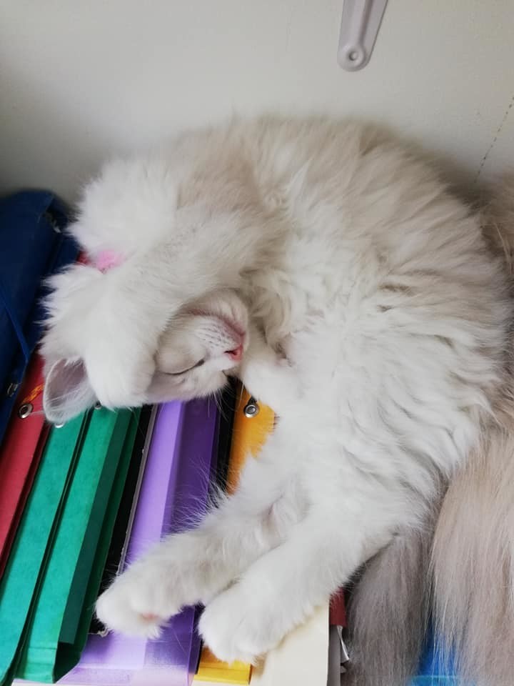 Я учиться не хочу, лучше крепко, я посплю