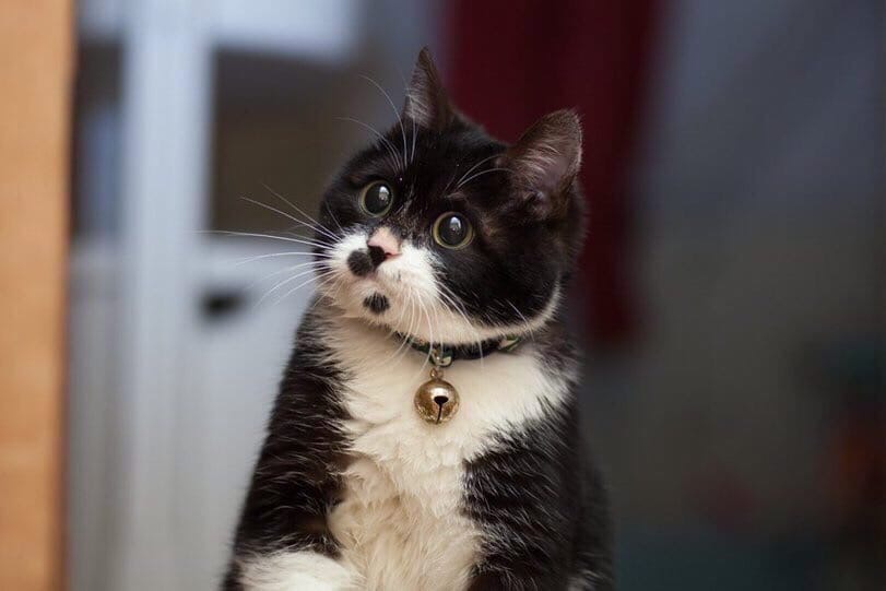 Так, что тут происходит, я хочу знать