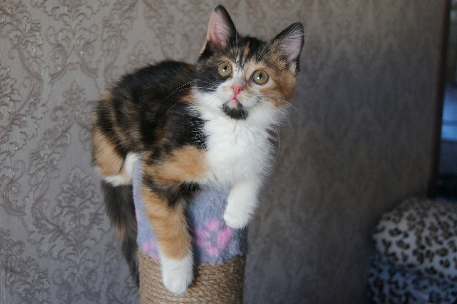 Ночь пришла, пора начинать "тыгыдымкать"