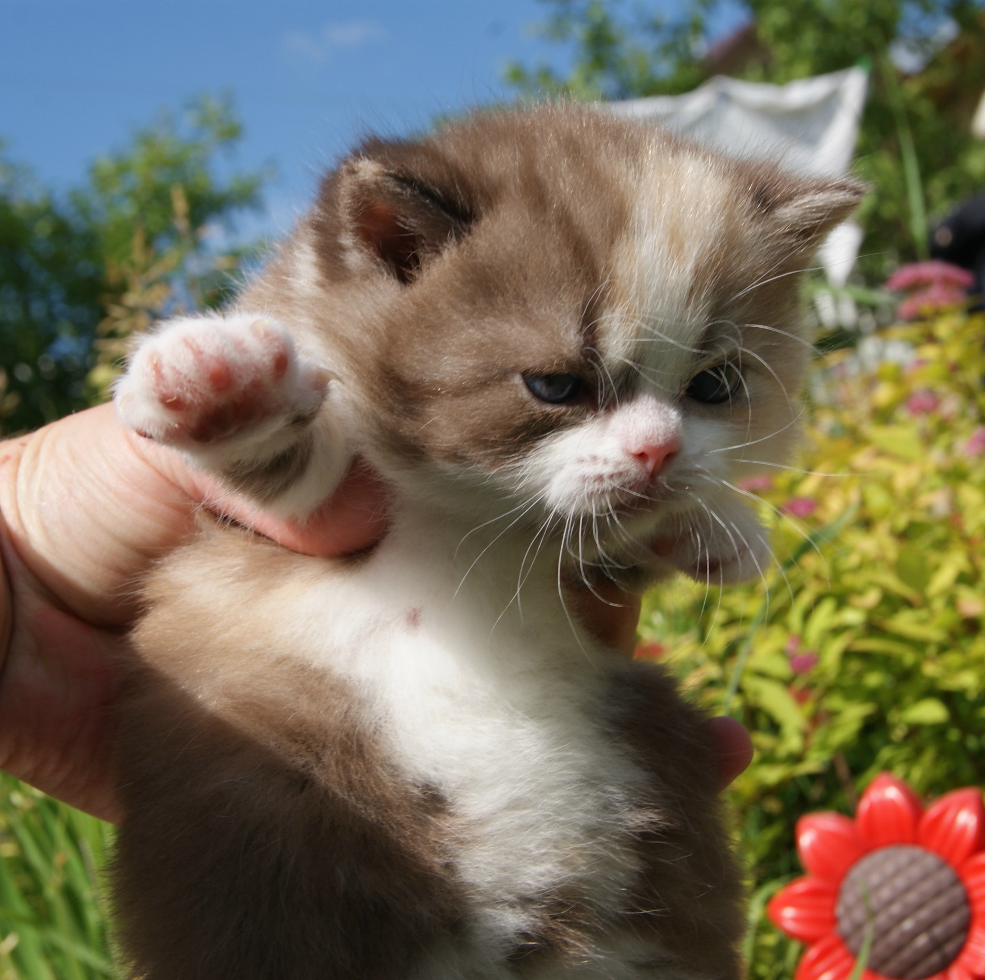 Дайте ж, мне по травке побегать