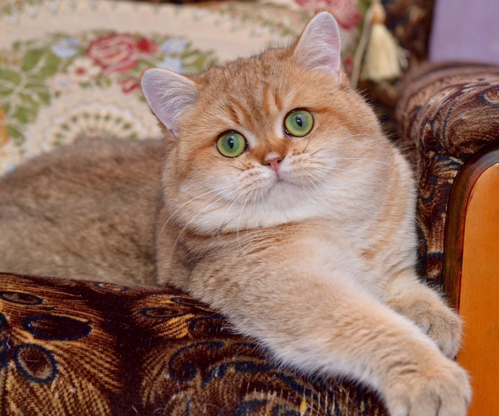 Умна, красива и дружелюбна