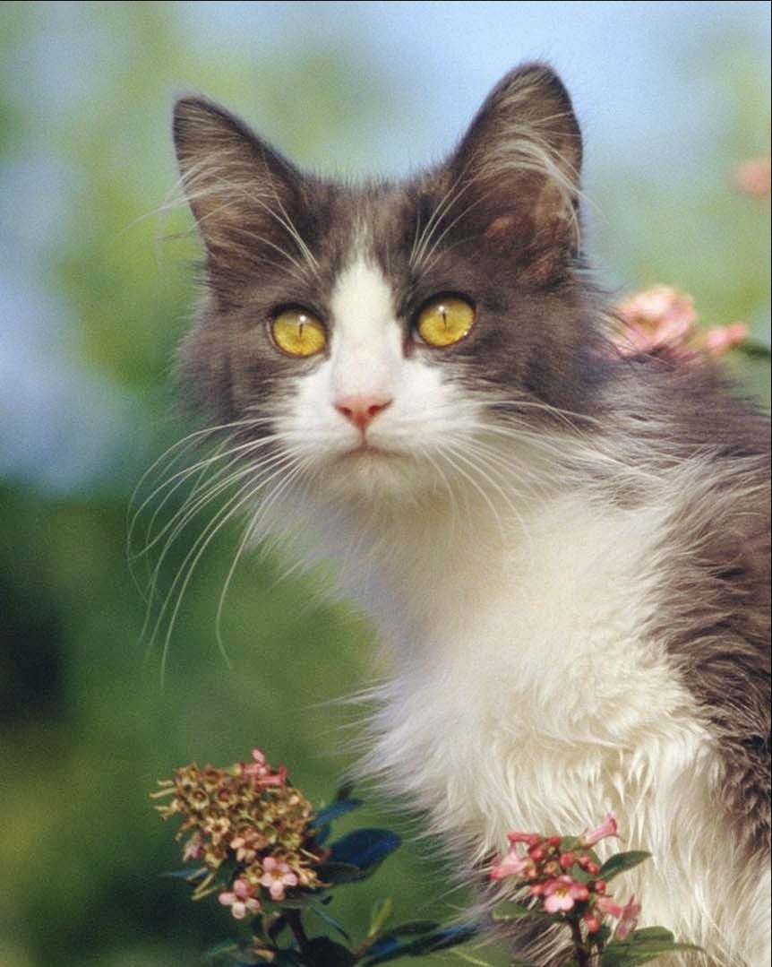 Пойду, найду - аленький цветочек