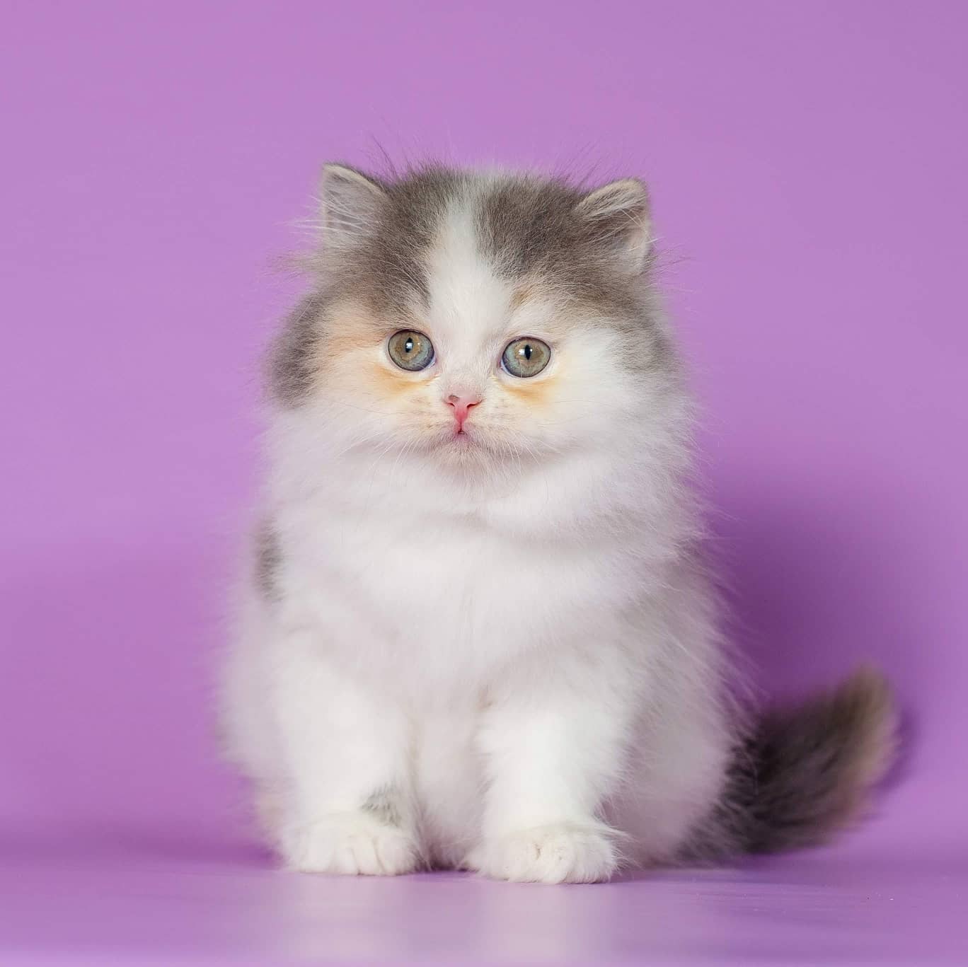 Сладенькая булочка