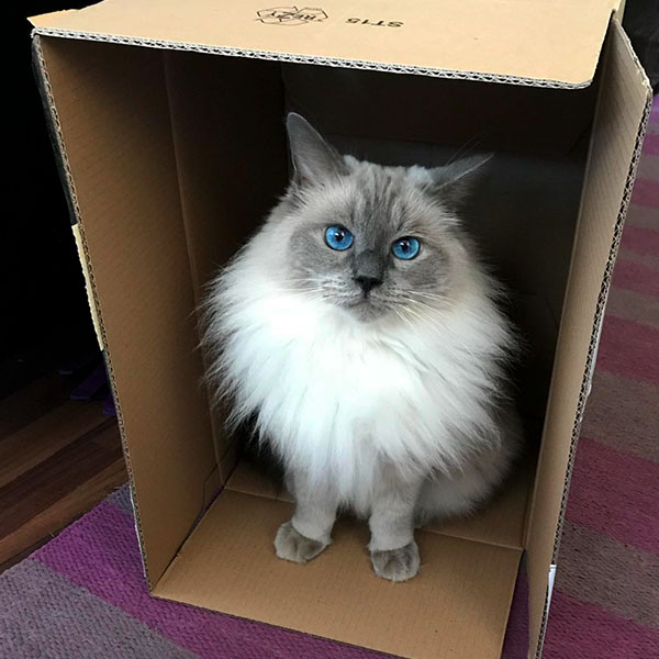 Хозяева расщедрились, подарили большую коробку