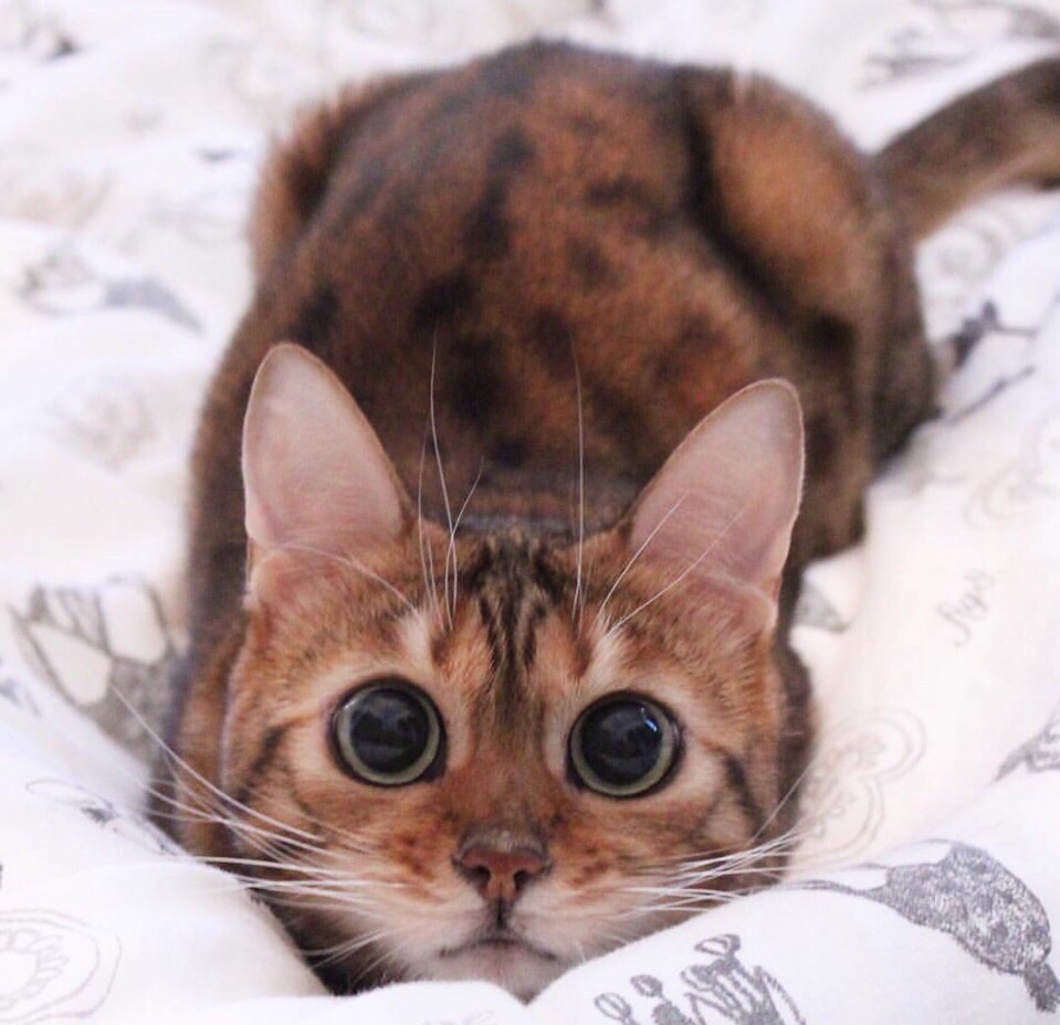 Осторожно - охота начинается