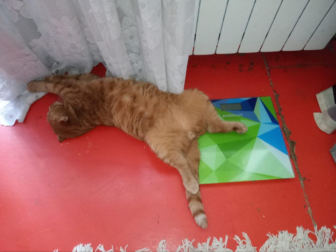 Взвесился и упал в обморок