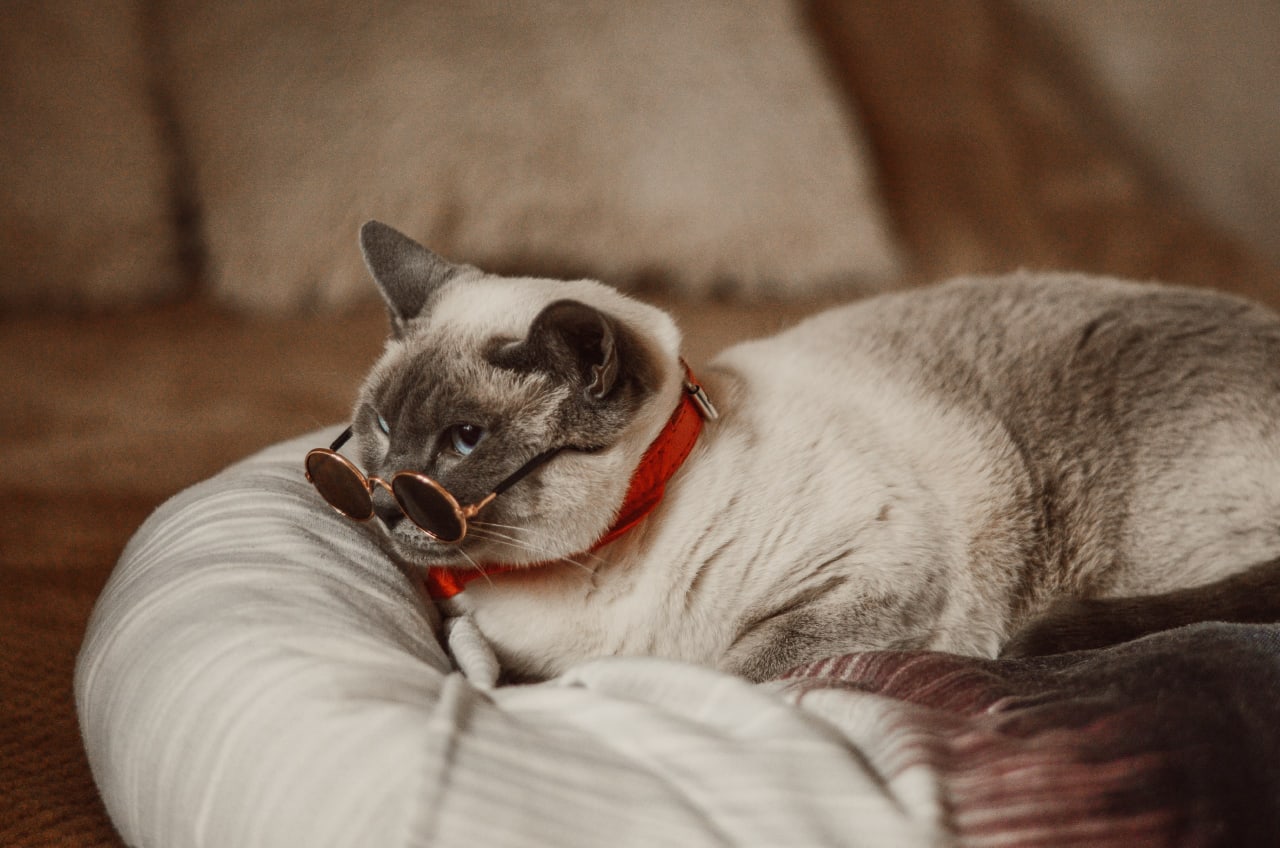 Брутальность у кота, не зависит от времени суток