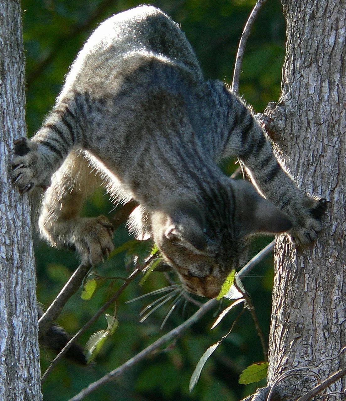 Утренняя охота