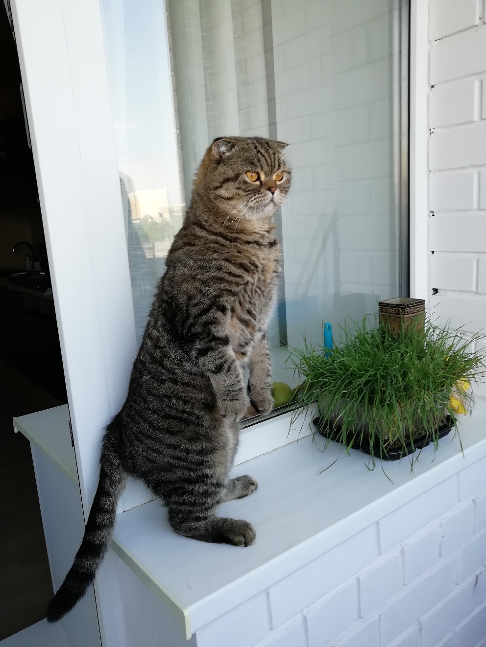 Что - то, мои хозяева запропастились