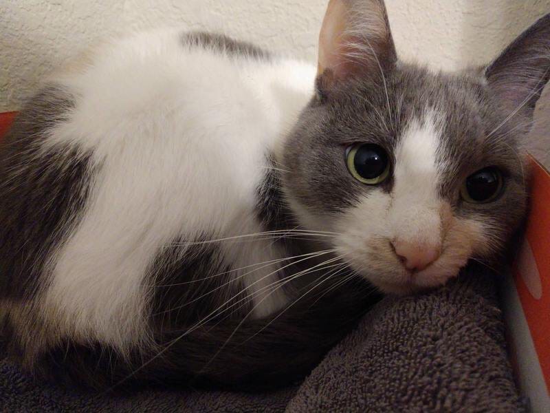 Кто бы, мне подушечку подарил