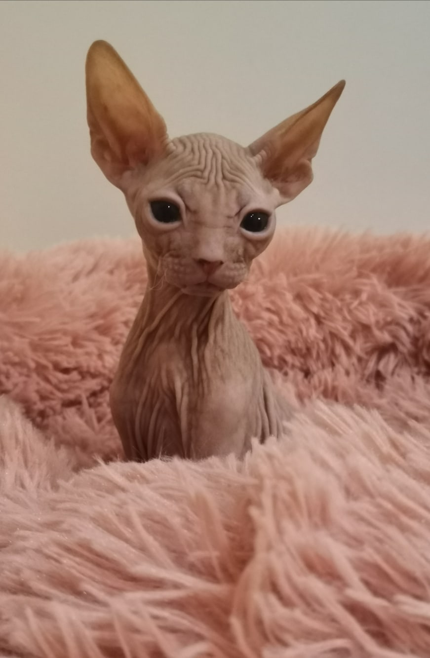 Утончённая красота