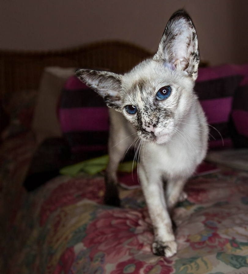 А я, уже завтракать иду