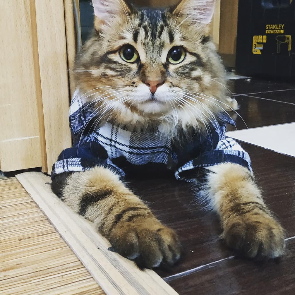 А я всегда одетый хожу, дома и на улице