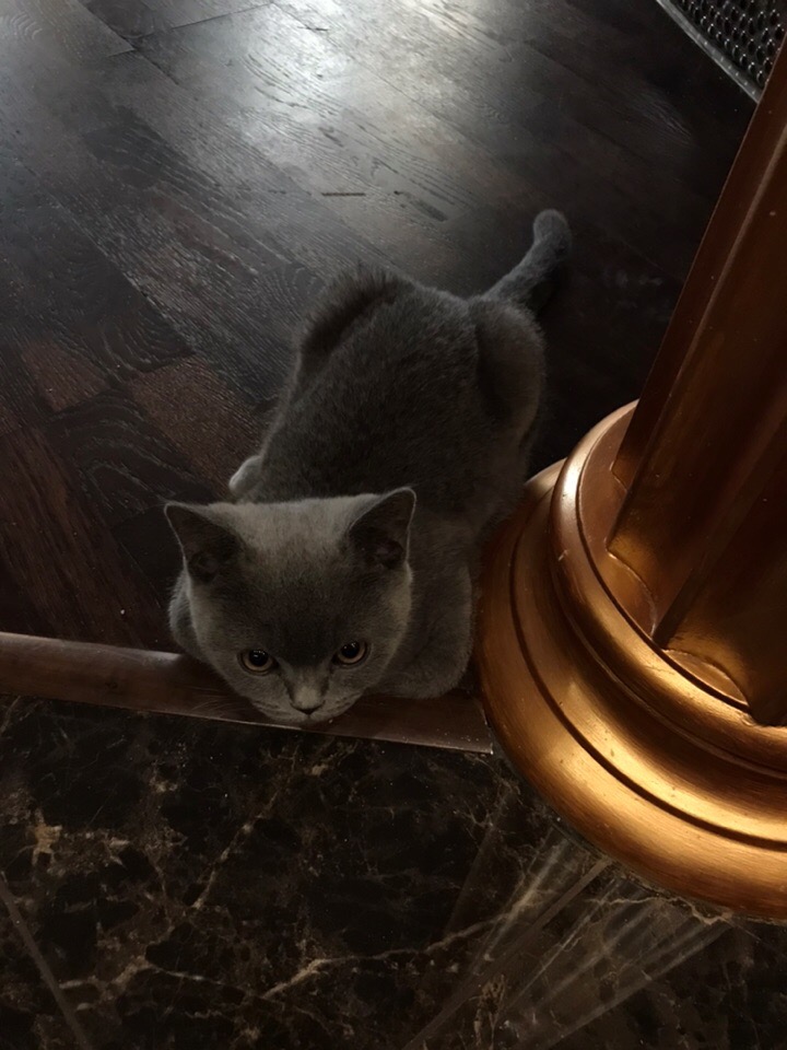 Где вы ходите, я замучился вас ждать