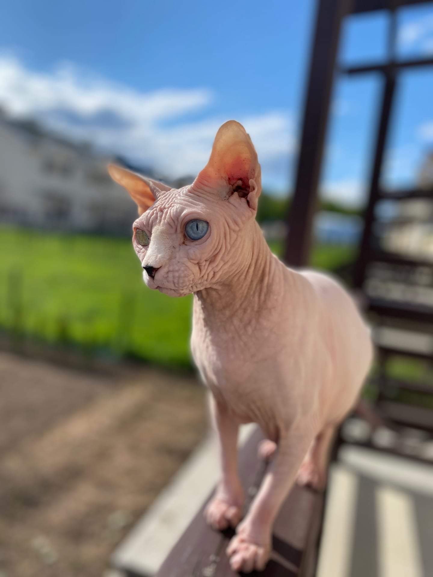 Кажется, вижу неопознанное лицо в моих владениях