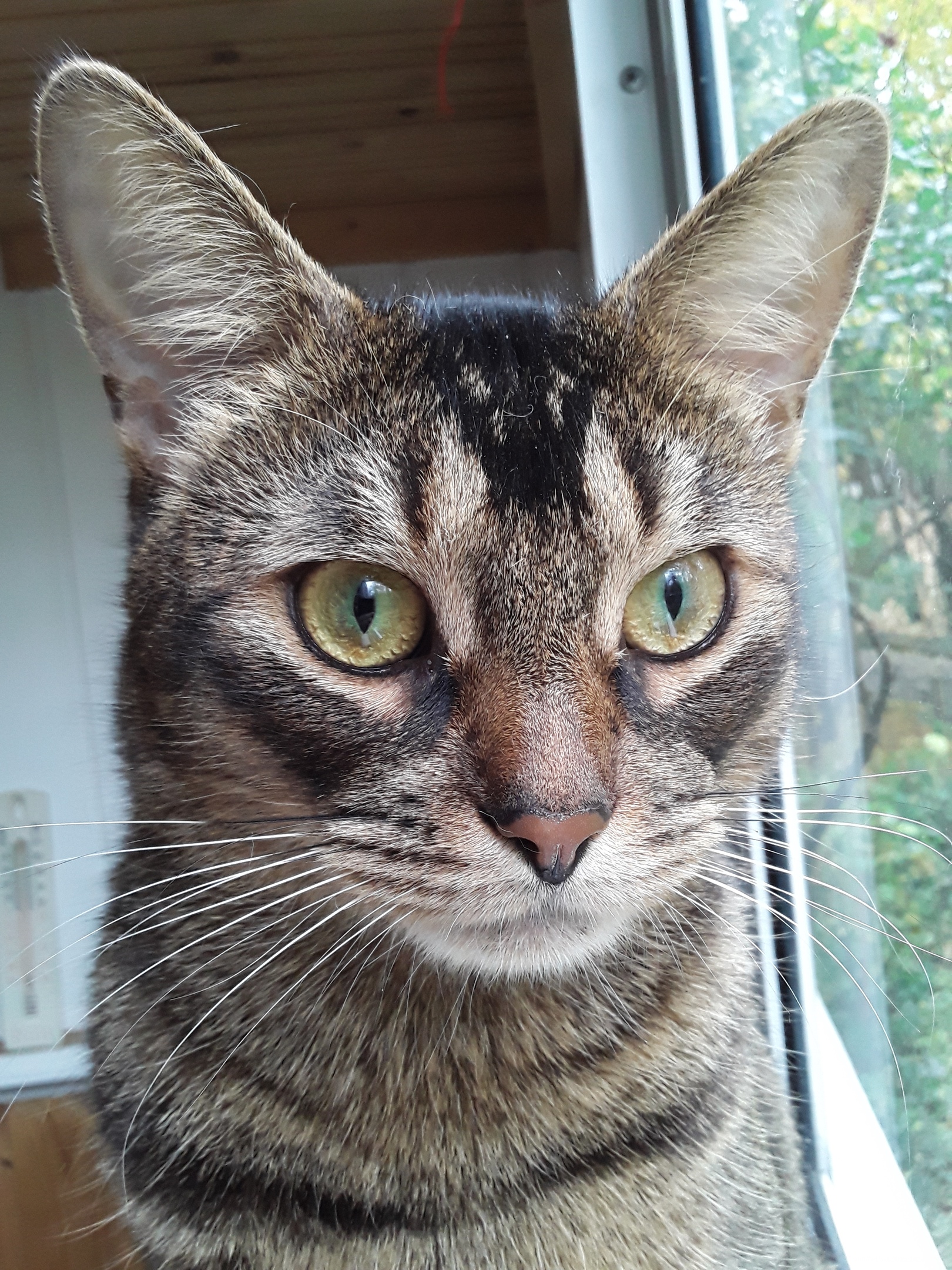 Эх, Васька уже гуляет, а я ещё дома