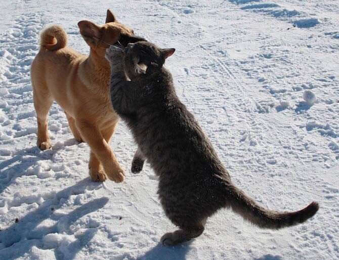 Шарик, пошли Ваську снежками закидаем