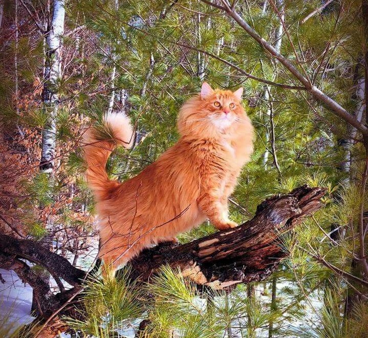 Мой лес, моё богатство