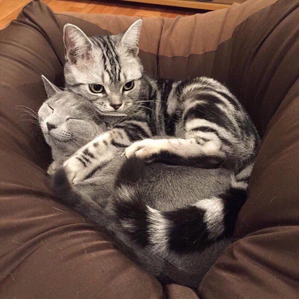 Я свою Мурку, никому не отдам