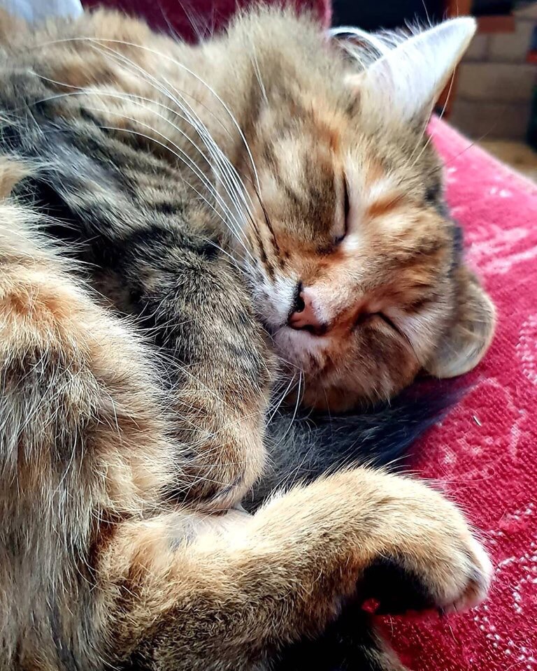 Такой сон снится интересный, что просыпаться не хочется