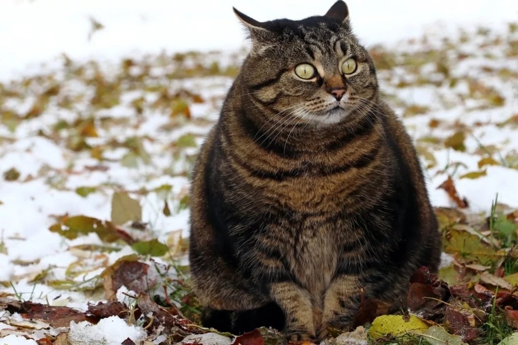 Хорошо летом жирок наел, а то бы околел