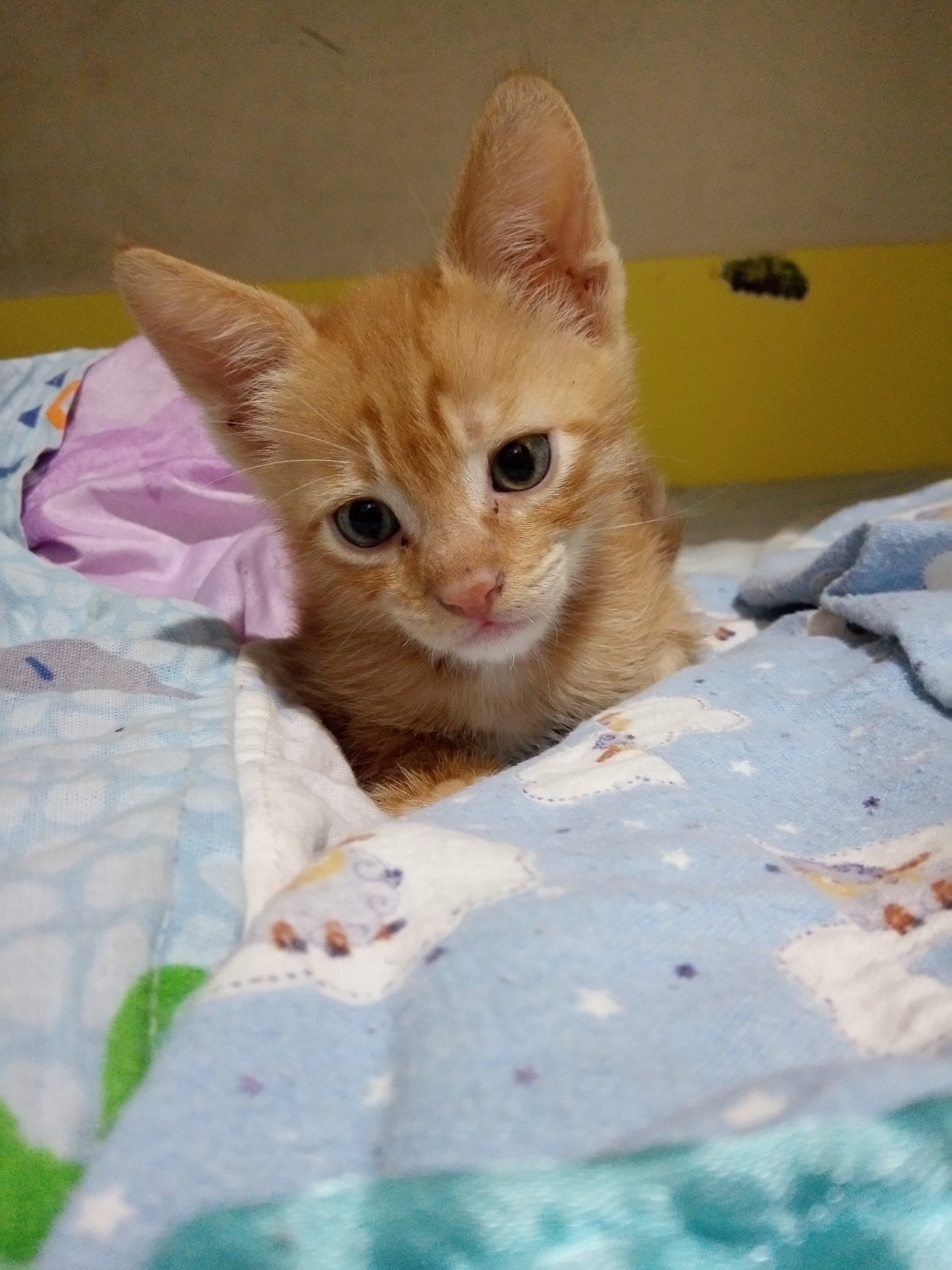 Целуйте меня, я проснулся