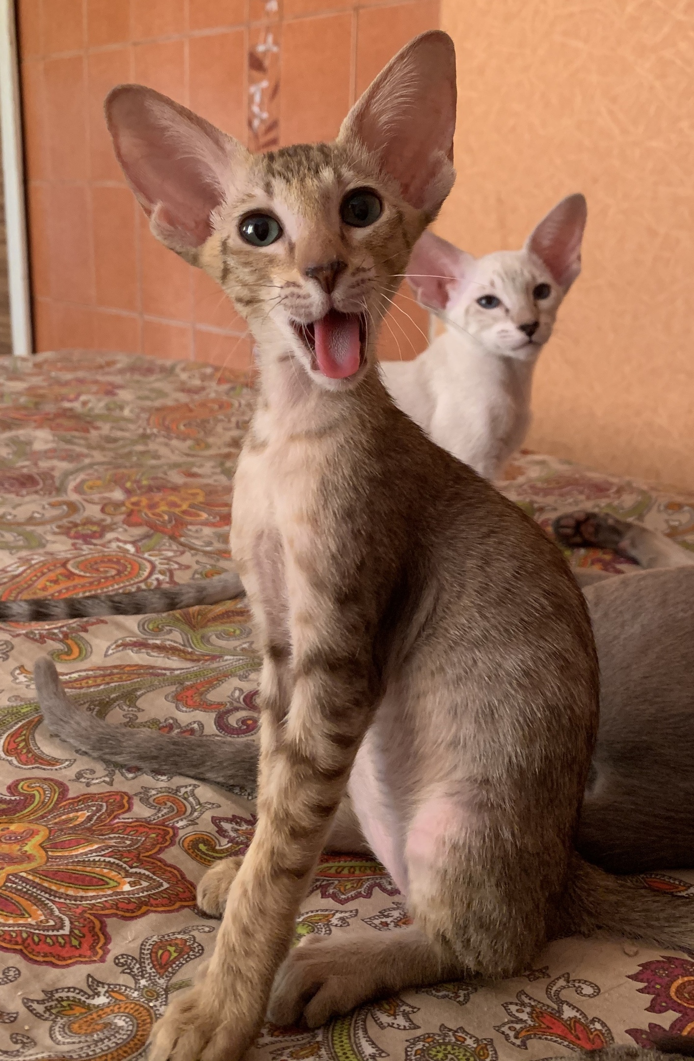 Мы бодры, веселы, готовы к развлечениям