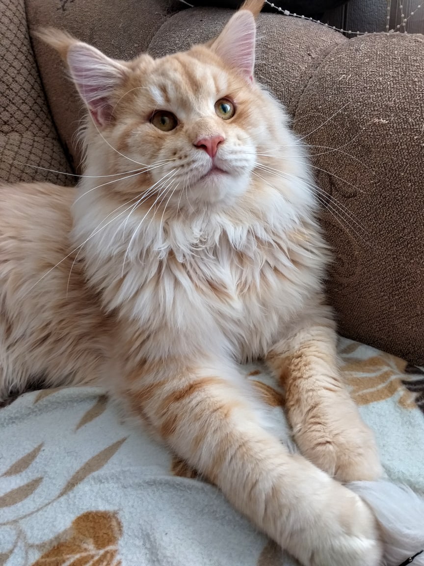 Сидел, сижу и буду сидеть в кресле