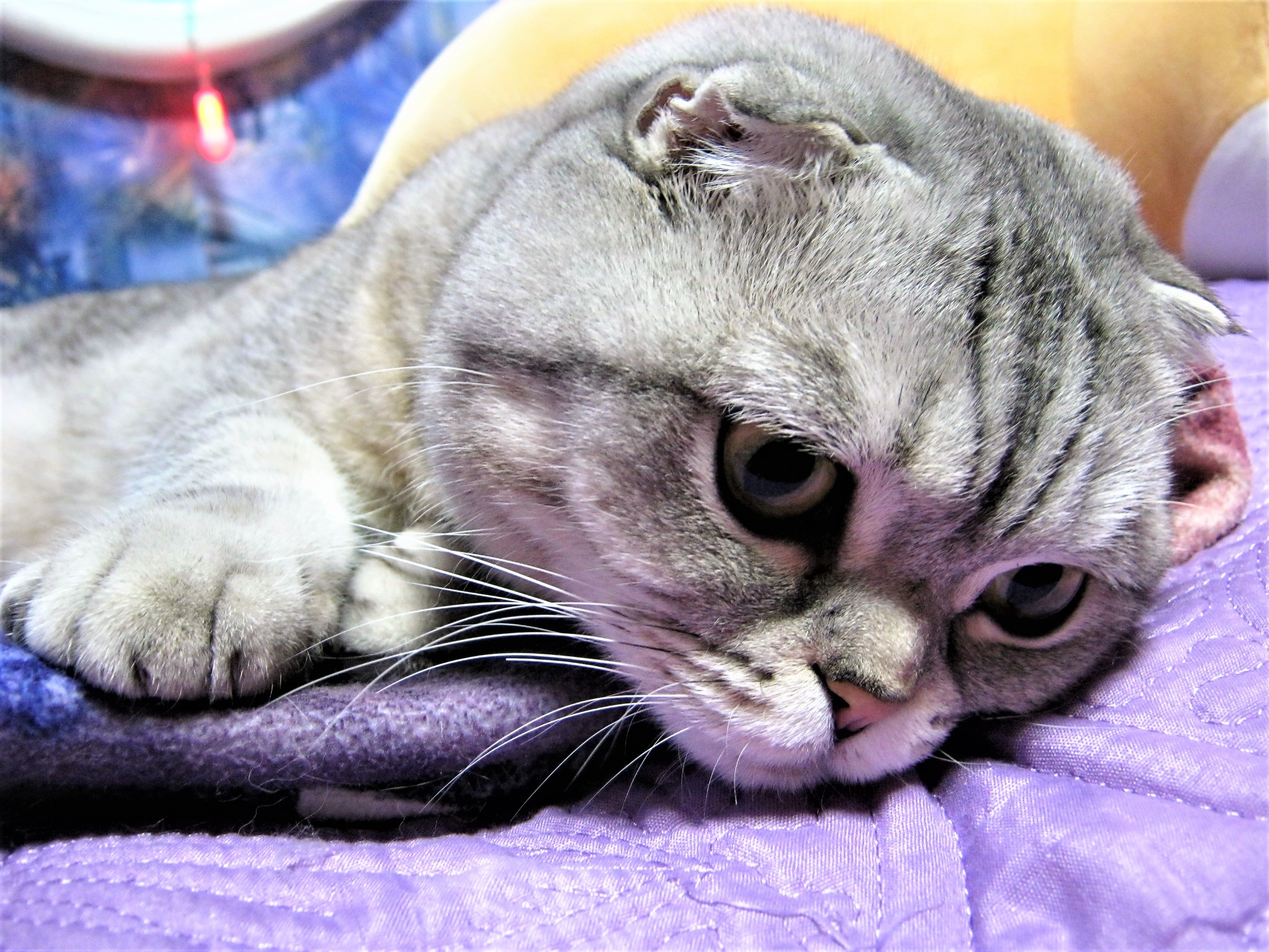 Зачем меня рано разбудили, я же не выспалась